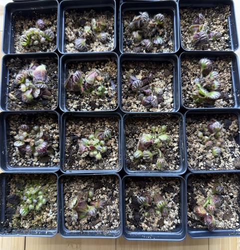 Cephalotus follicularis