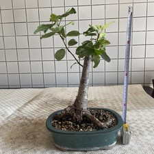 Bonsai Melo