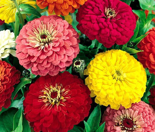 Zinnia dahlia colori - zinnia,