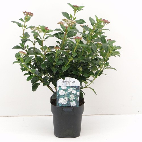 Viburno tino viburnum tinus - viburno, "viburnum