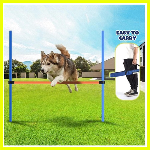 Dog agility training - agility,