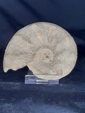 Ammonite CERATITES  SUBLAEVIGATUS   MUSCHELKALK TRIAS  N°244
