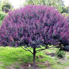 Semi acacia baileyana - di,