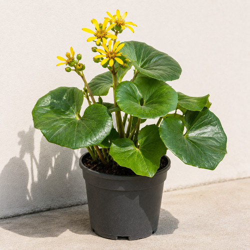 Farfugium giganteum vaso da - farfugium,