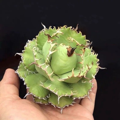 Pianta agave succulenta - di,