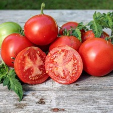 POMODORO BONNY BEST 5+ SEMI P