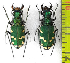 Carabidae, Cicindela