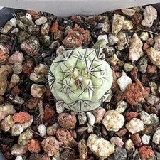 5 pezzi rara pianta succulenta