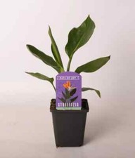 Strelitzia reginae plantas de