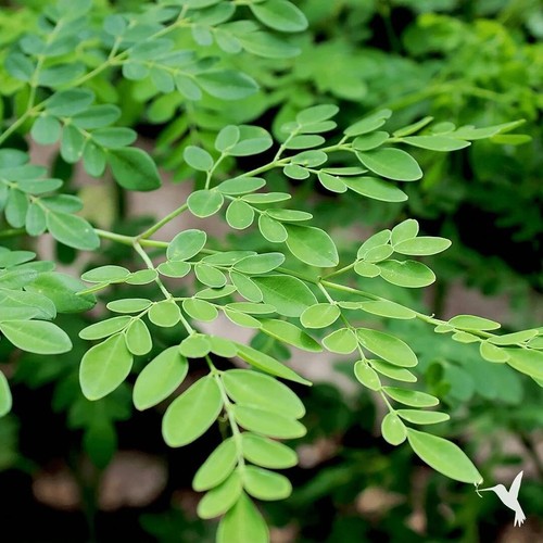Moringa concanensis 10 - concanensis, –