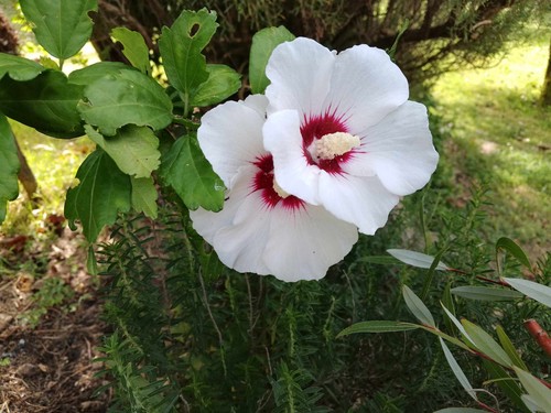 Pianta ibisco syriacus - , fiore