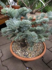 Abies procera Glauca - abete