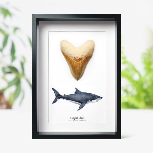 Inch megalodon shark - 3-4,