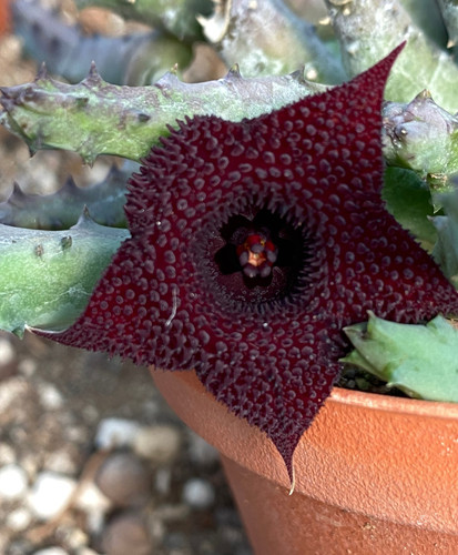 Huernia pendula succulenta - huernia,