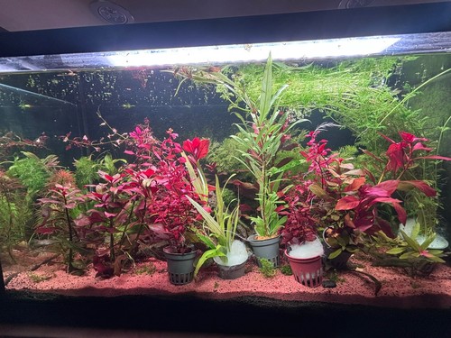 Talee piante acquario dolce