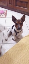  Vendesi cucciolo jack russell