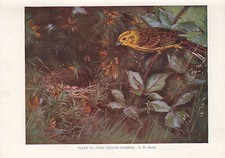 Stampa Di Uccelli Vintage ~ Frosone Maschio ~