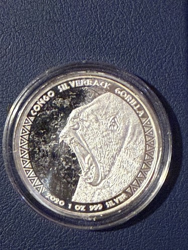 2020 congo silverback gorilla - silverback,