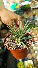 Agave rzedowskiana succulente