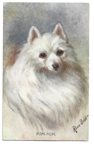 Antica cartolina animali cane - cartolina, animali: