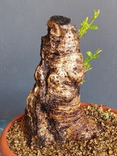 Bonsai Olivastro 23x16cm In