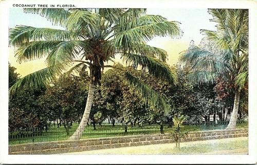 Palma cocco florida - palma,