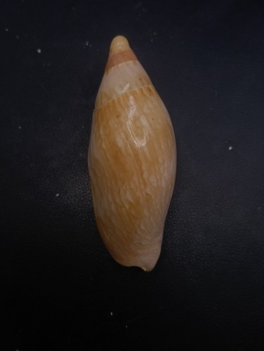 Voluta ericusa sericata volute - ericusa,