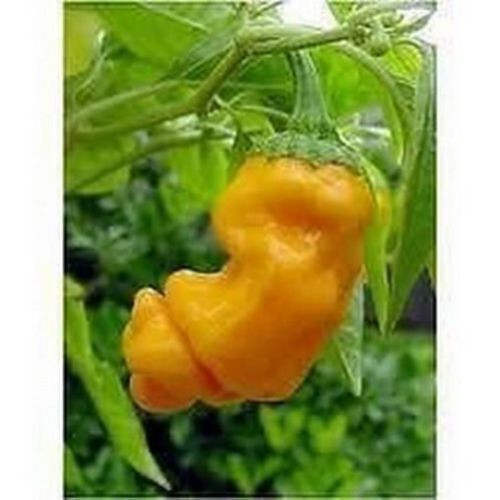 Peperoncino capsicum annuum - peperoncino,