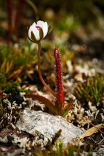 DROSERA ARCTURI - 10 semi di