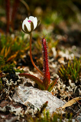 Drosera arcturi semi - arcturi,