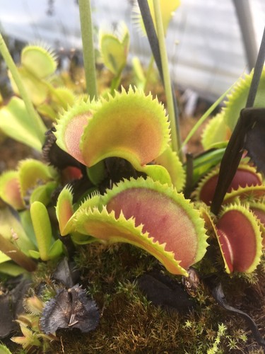 Plantes carnivores dionaea - carnivores,