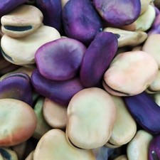 Fava Maior Harz 10kg 40€ Coltivata In Pugla  La Più Gigante La Più Antica SpGrat