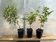 3 Japanese Maple Seedlings