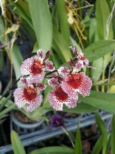 Pianta di orchidea arcobaleno Tolumnia Jairak fioritura Thailandia CITES # 1