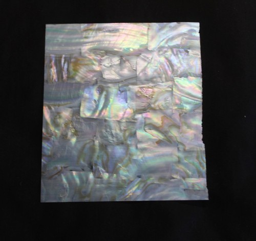 Fresh water clam mother - , of