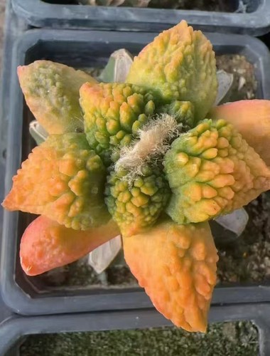 Raro cactus ariocarpus fis - raro,