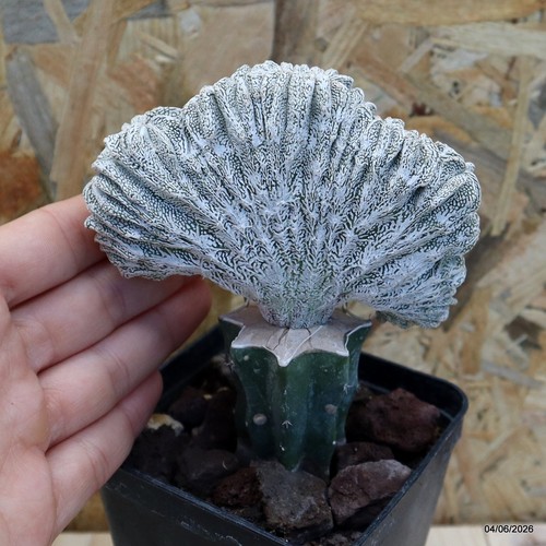 Astrophytum myriostigma onzuka