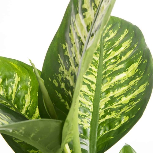 Dieffenbachia tropica pianta - tropica,