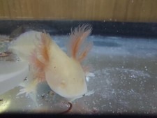 Axoloti  Ambystoma mexicanum