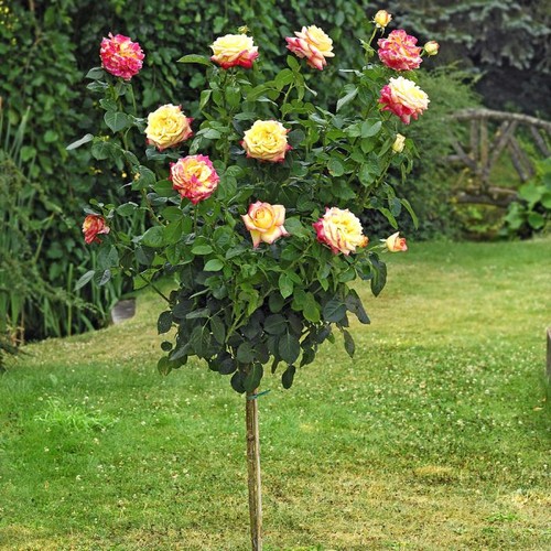 Pianta rosa oriental - rosa,
