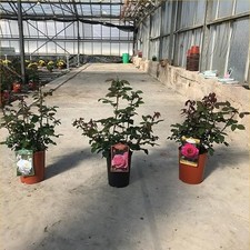 Pianta Rosa Cespuglio