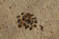 IBISCO CAMBIA COLORE -