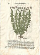 Stampa antica MATTIOLI