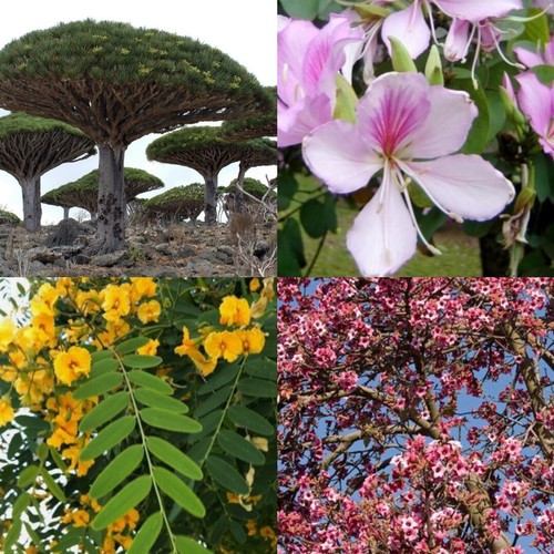 100 semillas árbol - semillas, de