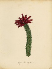 Joseph Paxton Erica Murrayana