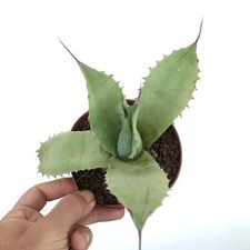 Agave weberi X Agave