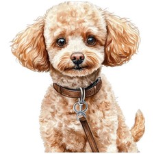 2 adesivi barboncino nano