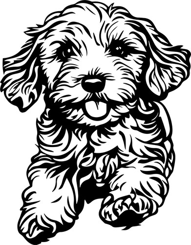 Adesivi cavapoo - 2, auto