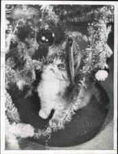 1961 press photo - 1961,