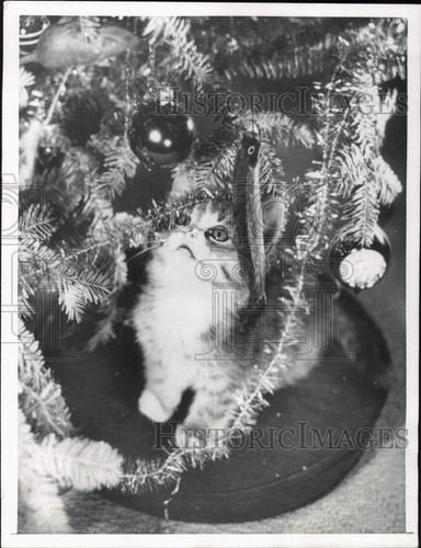 1961 stampa foto gattino - 1961,